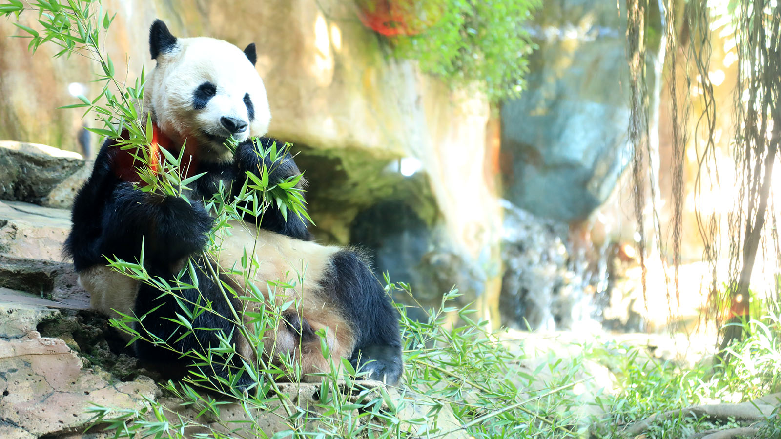 "Satrio Wiratama" Baby Panda yang Menjadi Simbol Persahabatan Indonesia-Tiongkok lahir di Bogor