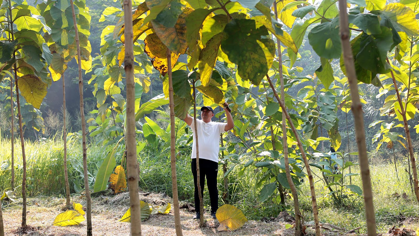 45.152 Pohon di 156 Hektare Hutan Kota Kabupaten Bogor Terus Dirawat Berkala